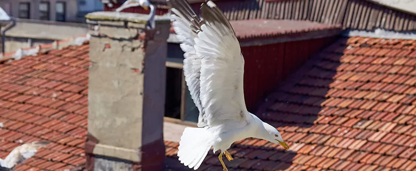 Residential Chimney Animal Removal Solution in North Amityville, NY