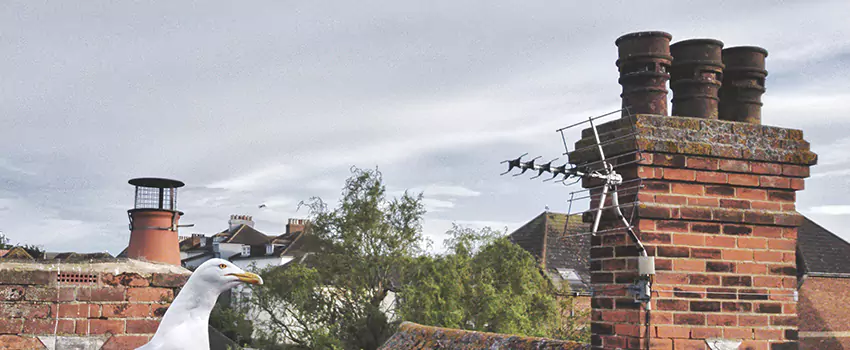 Chimney Cleaning And Restoration in North Amityville, New York